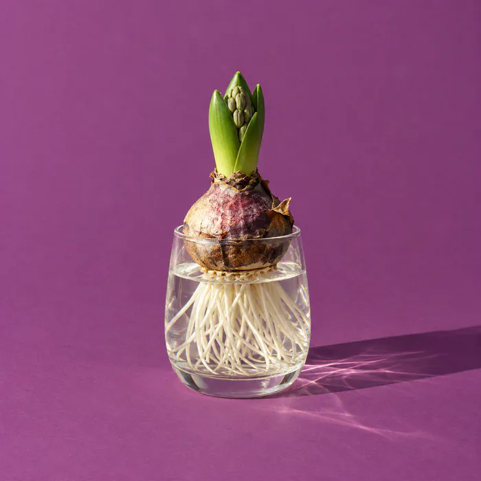 A hyacinth bulb rooting in a glass of water on plum paper.